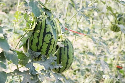 最近比较劲爆的大瓜,最新劲爆大瓜揭秘！